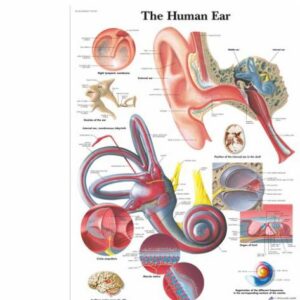 The Ear - Organs of Hearing and Balance - Anatomical Chart