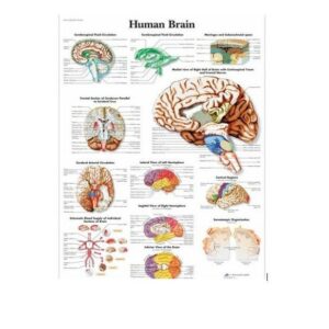 Human Brain Chart