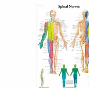 The Spinal Nerves Anatomical Chart