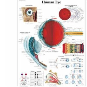 Human Eye Chart
