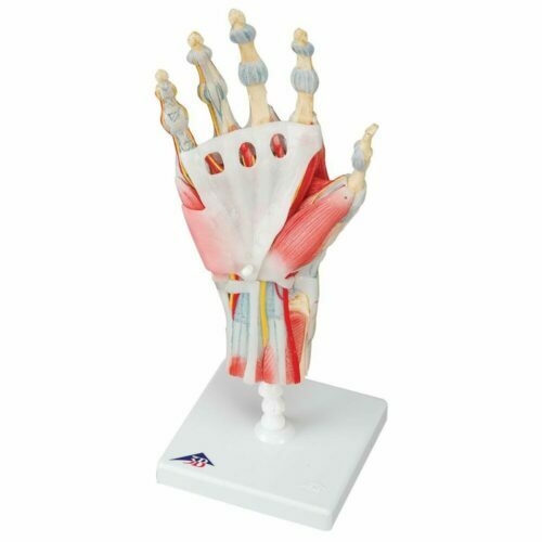 m33-1_hand-skeleton-model-with-ligaments-and-muscles-4-part