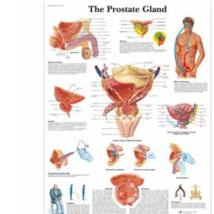 The Prostate Gland Chart