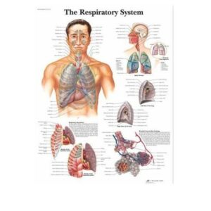 The Respiratory System Chart