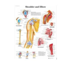 Shoulder and Elbow Chart
