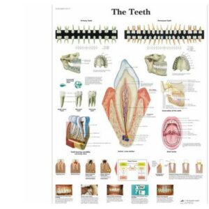 The Teeth Chart