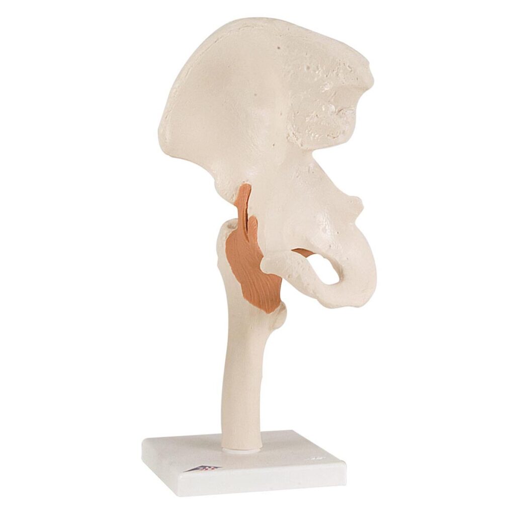 Functional Hip Joint Anatomical Model – Physio Needs