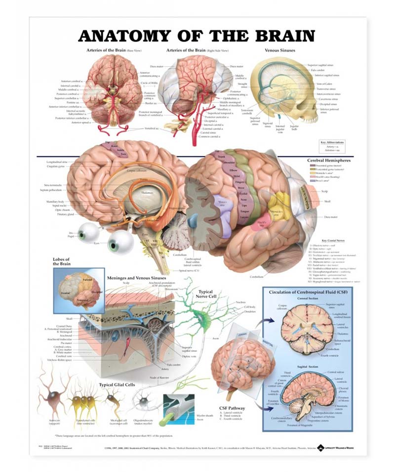 anatomical-chart-brain