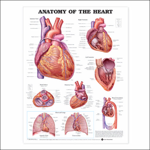 anatomical-chart-heart