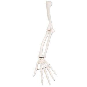 Arm Skeleton, Left or Right, Anatomical Bone Model
