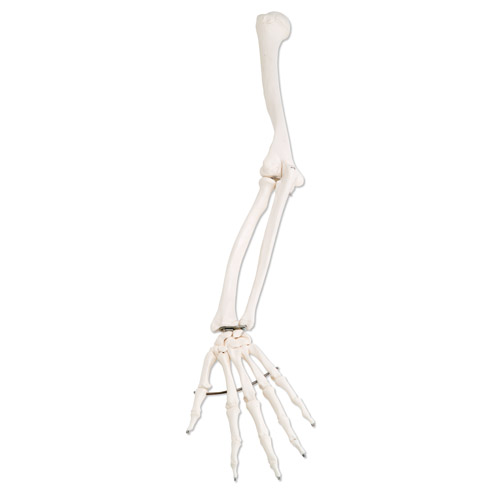 arm-skeleton-anatomical-bone-model