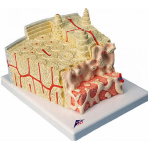 Bone Structure Model
