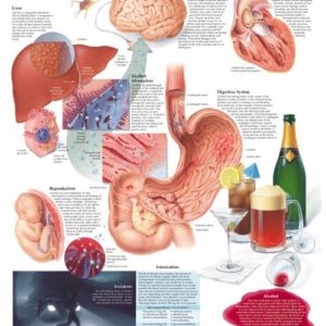 Dangers of Alcohol Educational Chart