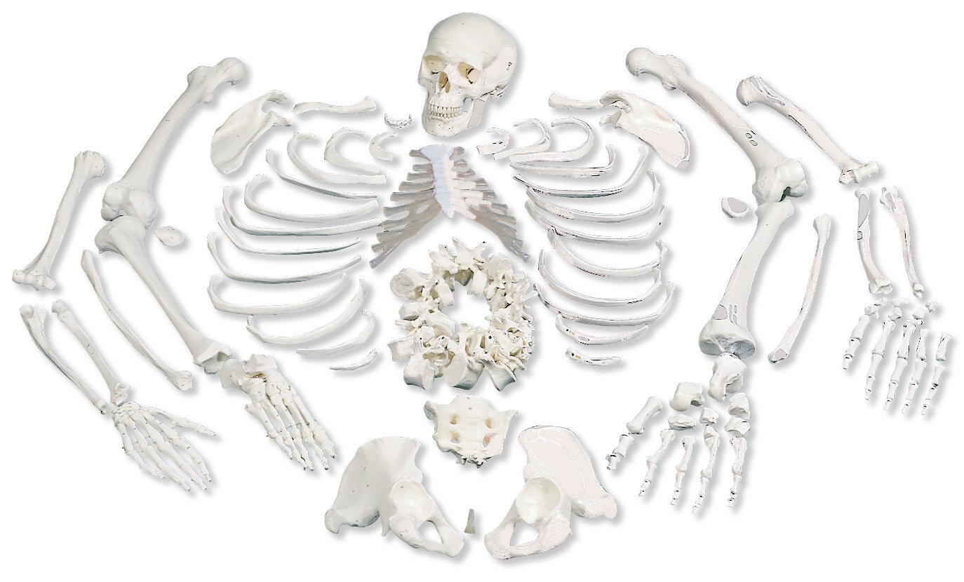 disarticulated-human-skeleton