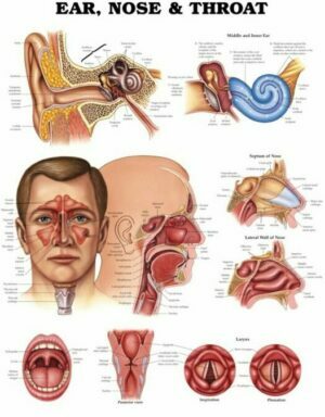 ear-nose-throat-anatomical-chart