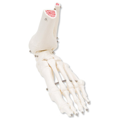 foot-ankle-bone-skeleton-model