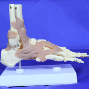 Functional Foot Joint