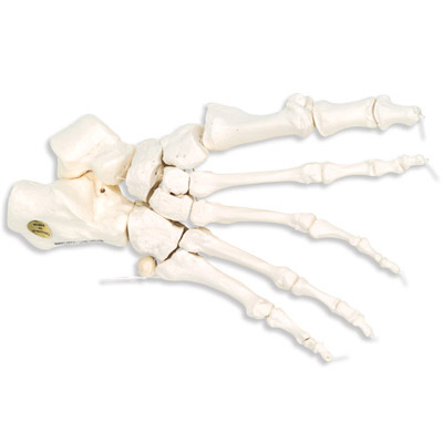foot-skeleton-anatomical-bone-model
