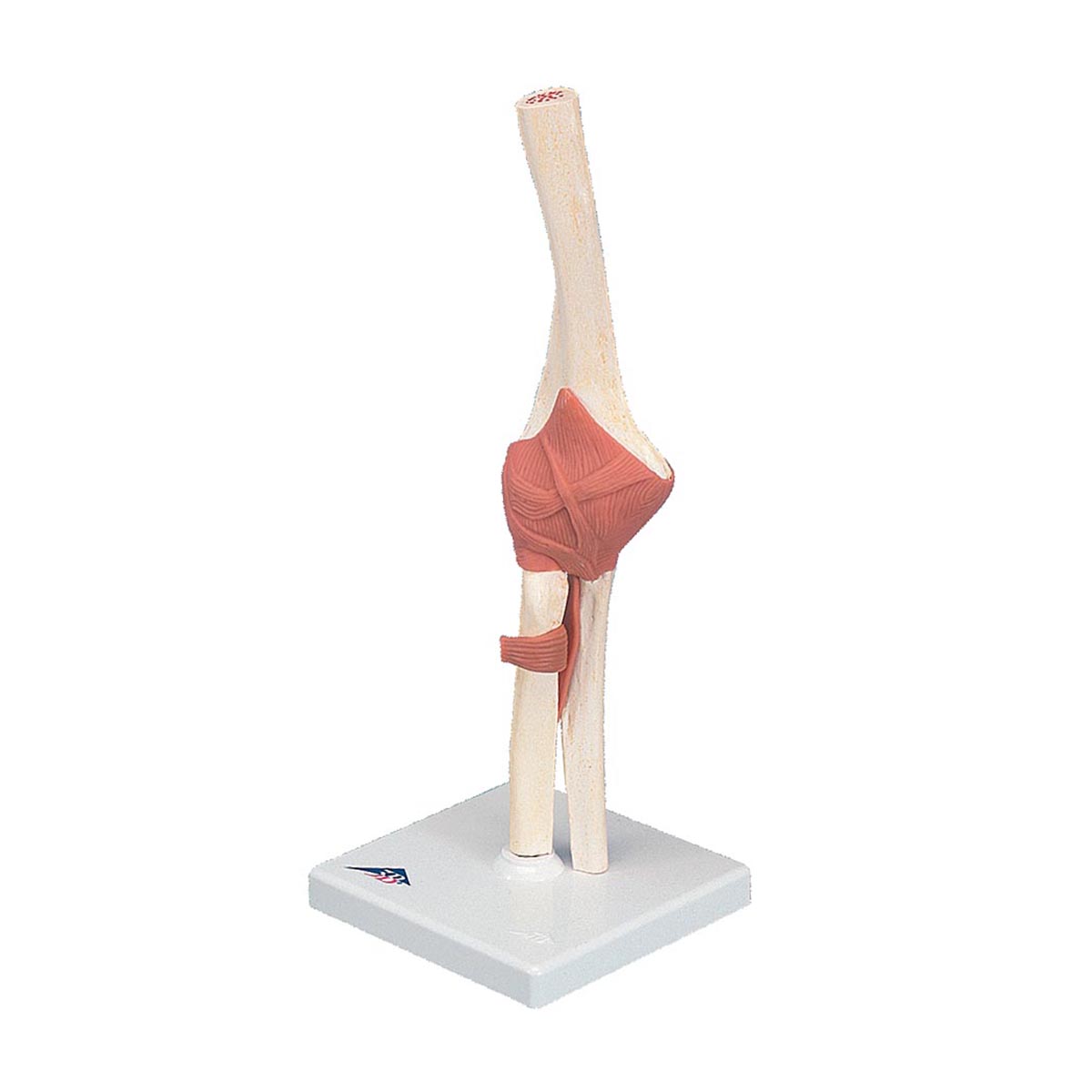 functional-elbow-joint-anatomical-model