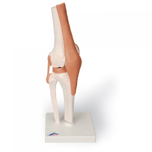 functional-knee-joint-anatomical-model