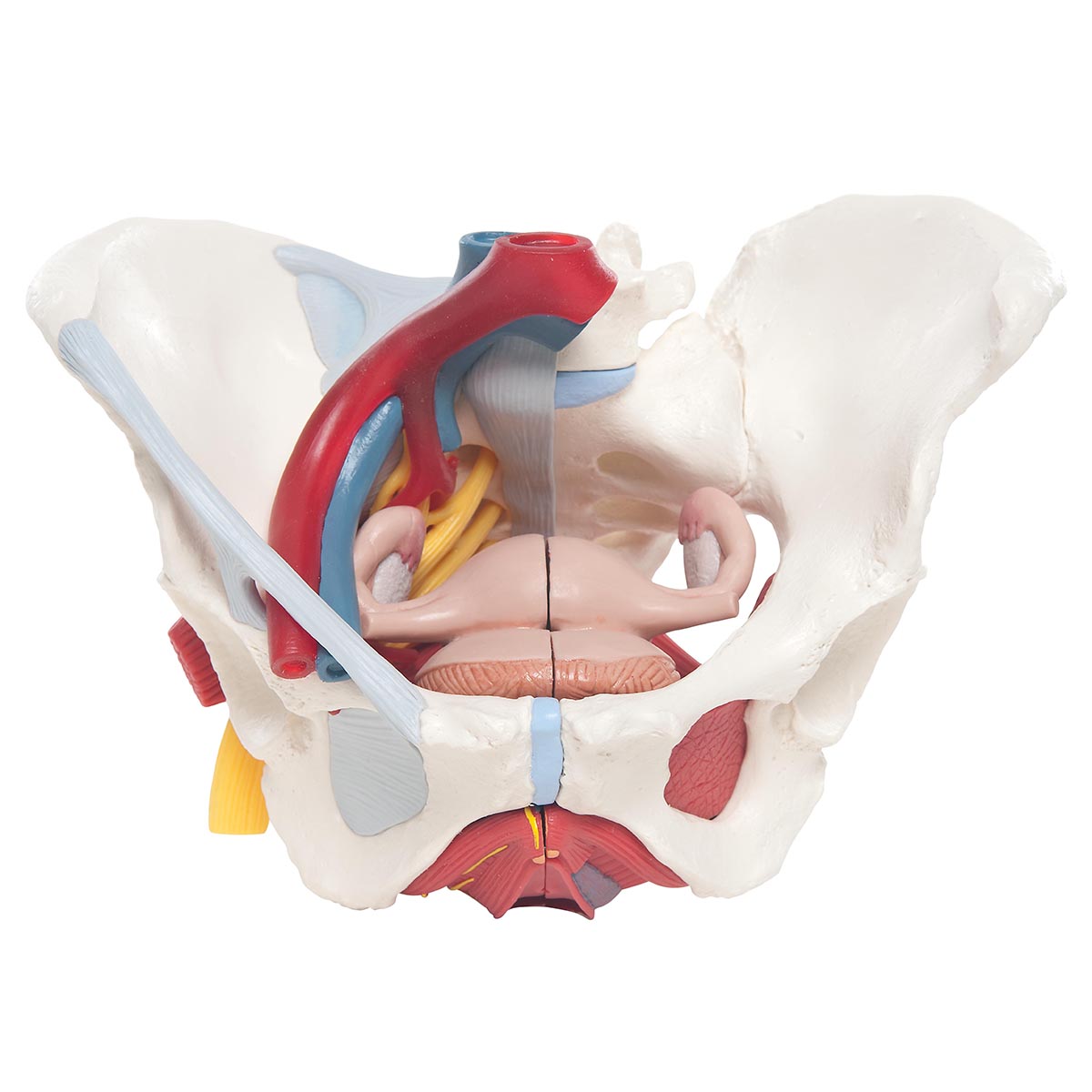 anatomical-model-female-pelvis