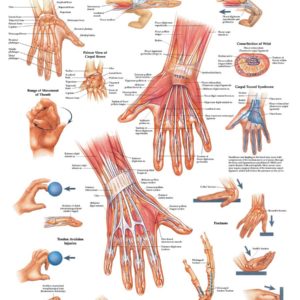 Hand and Wrist Anatomical Chart