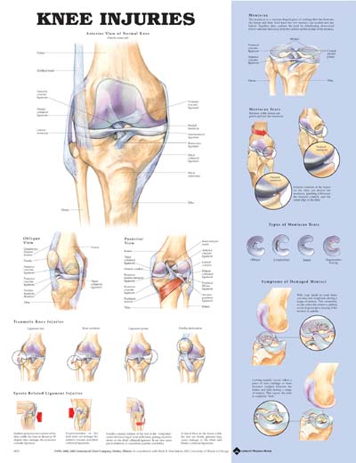 knee-injuries-anatomical-chart