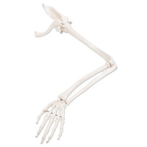 Arm Skeleton with scapula, right or left, anatomical bone model