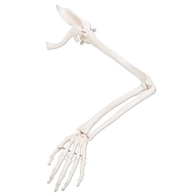 arm-skeleton-bone-anatomical-model