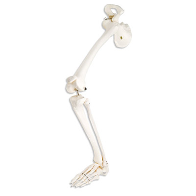 leg-skeleton-hip-bone-anatomical-model