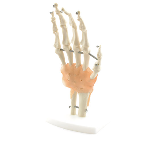 ligament-hand-anatomical-model