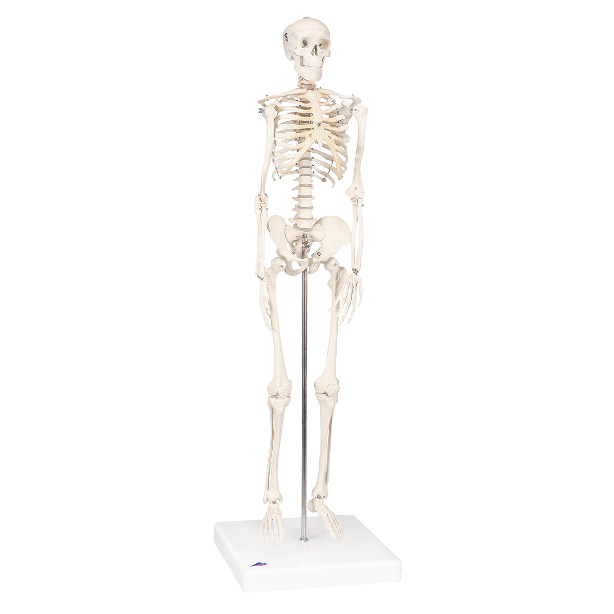 mini-skeleton-model