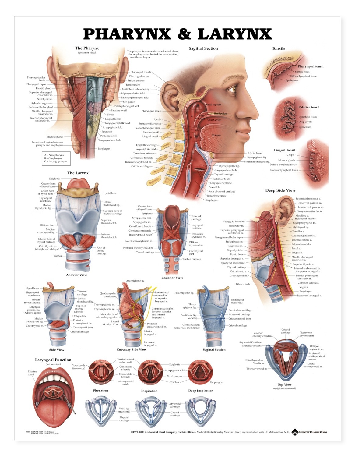 anatomical-chart-pharynx-larynx
