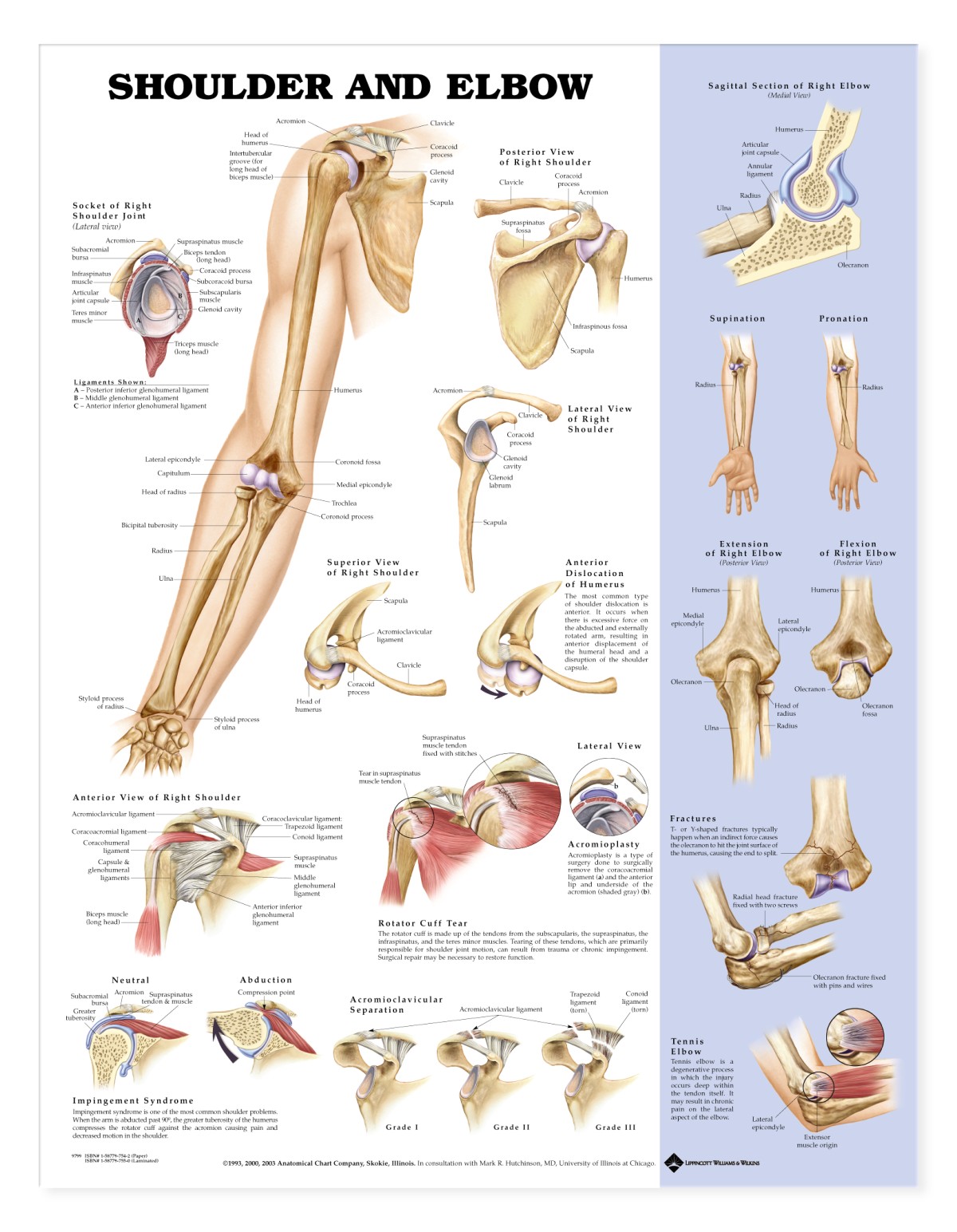 shoulder-elbow-anatomical-chart