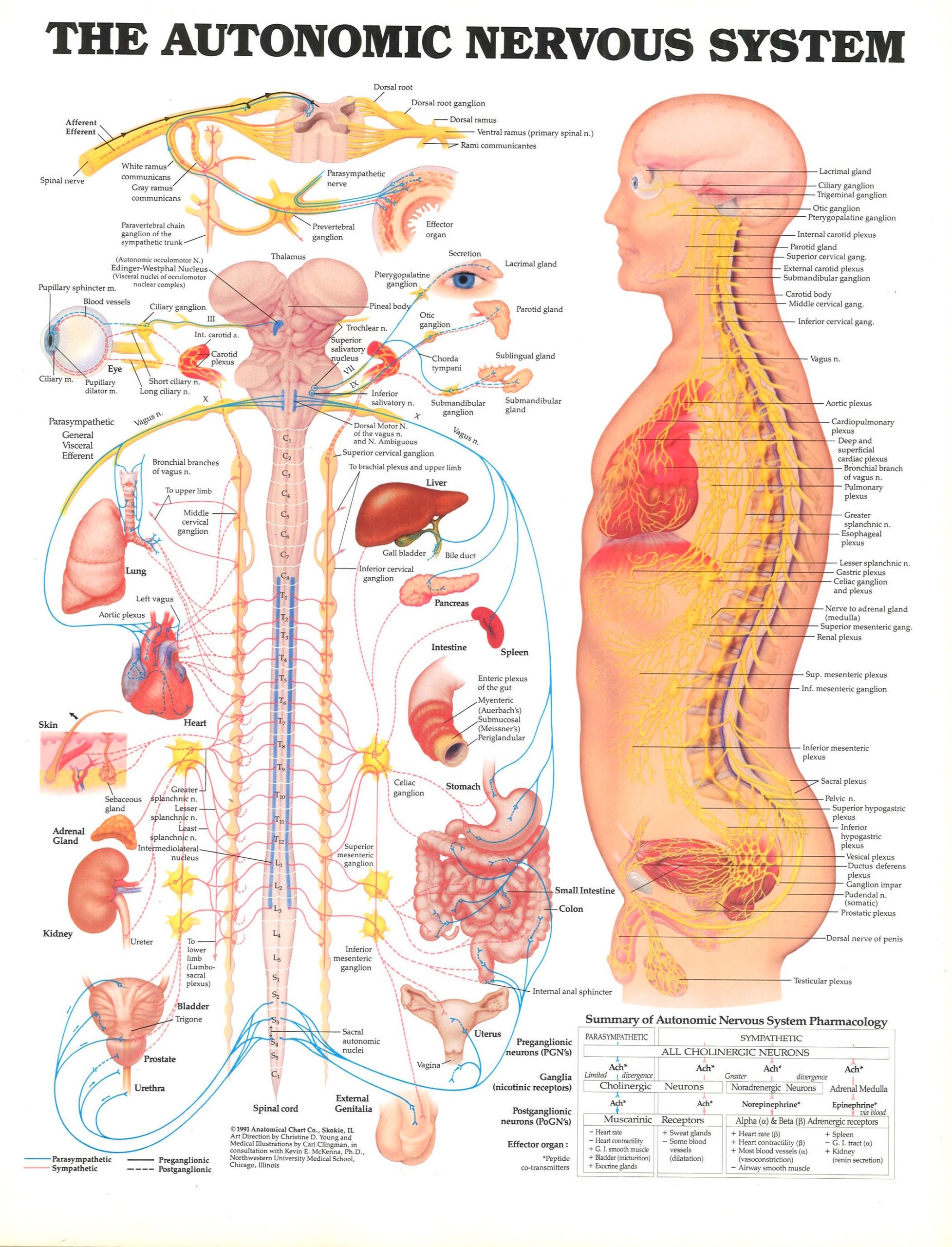 The Autonomic Nervous System Anatomical System Physio Needs