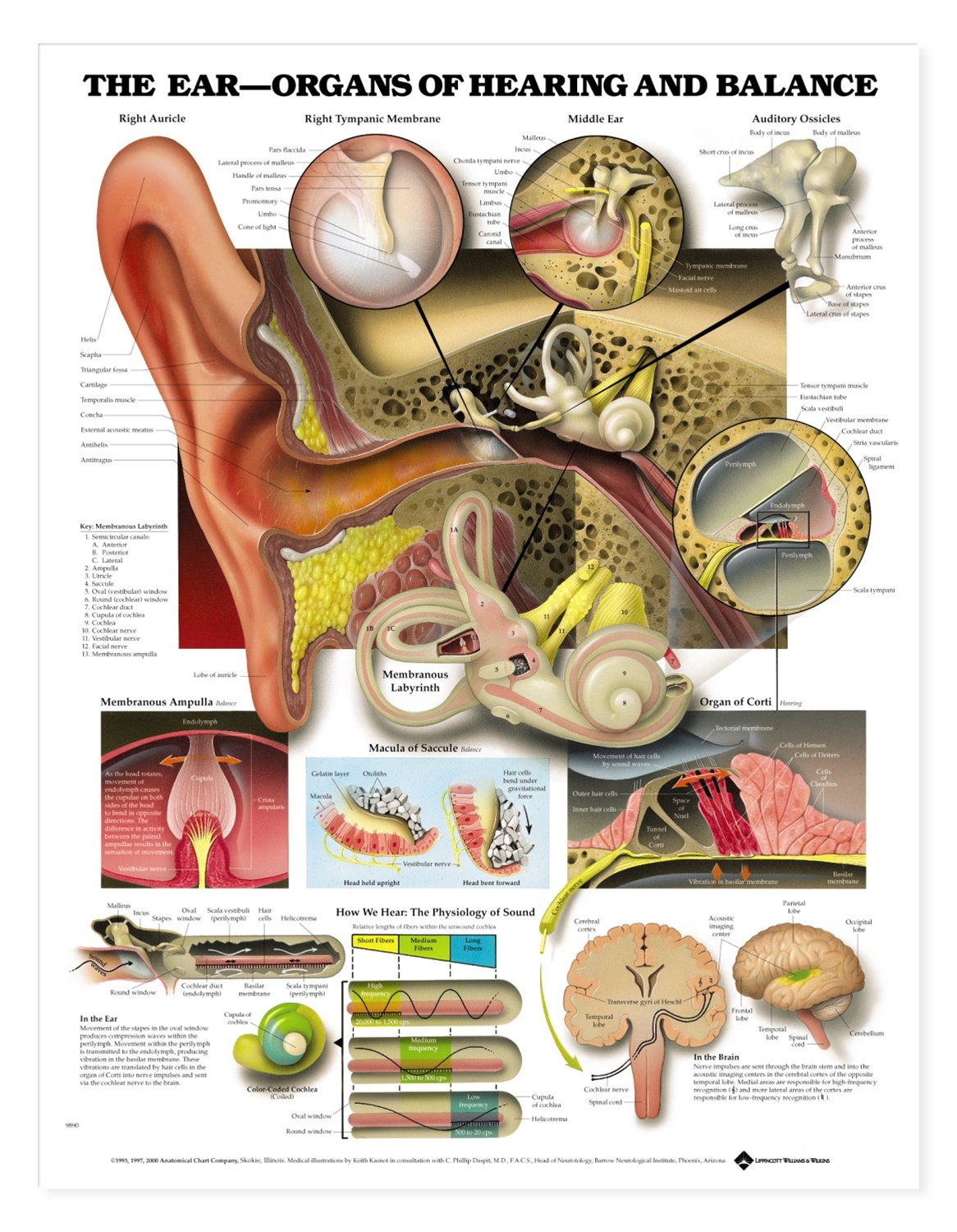 ear-educational-anatomical-chart