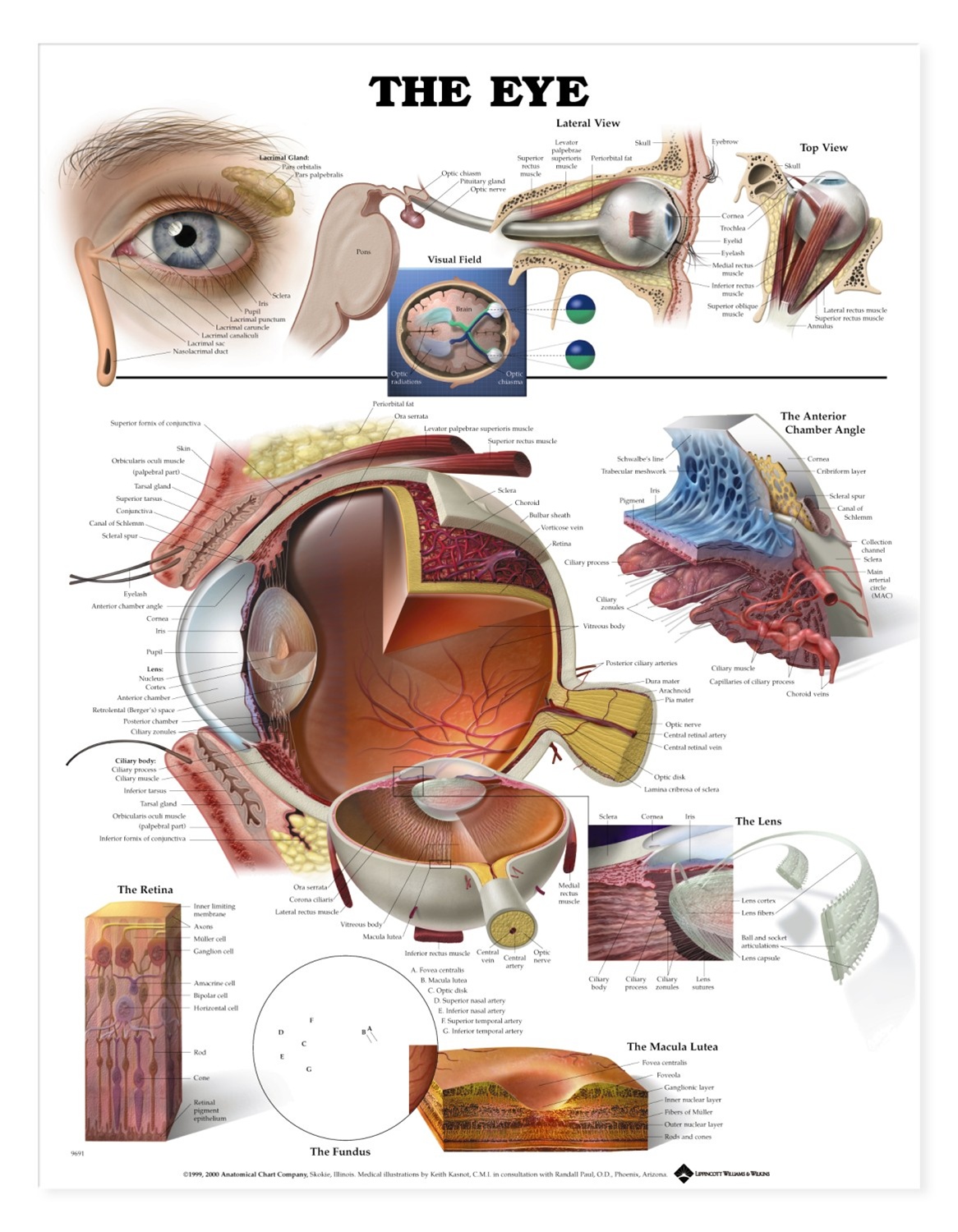anatomical-chart-eye