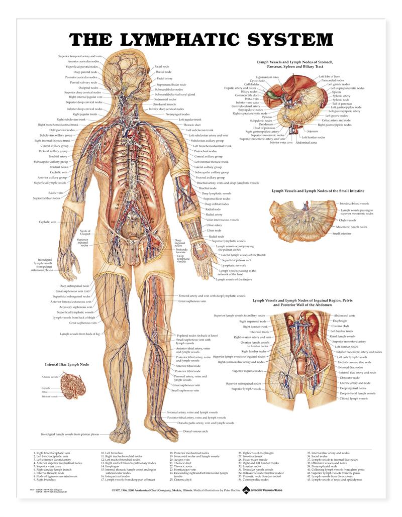 lymphatic-system-anatomical-chart