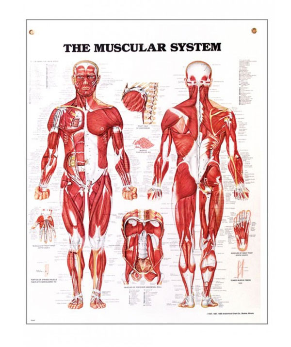 muscular-system-anatomical-chart