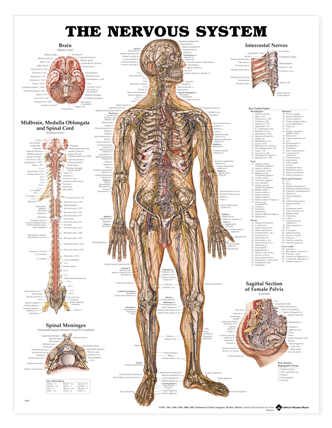 nervous-system-anatomical-chart
