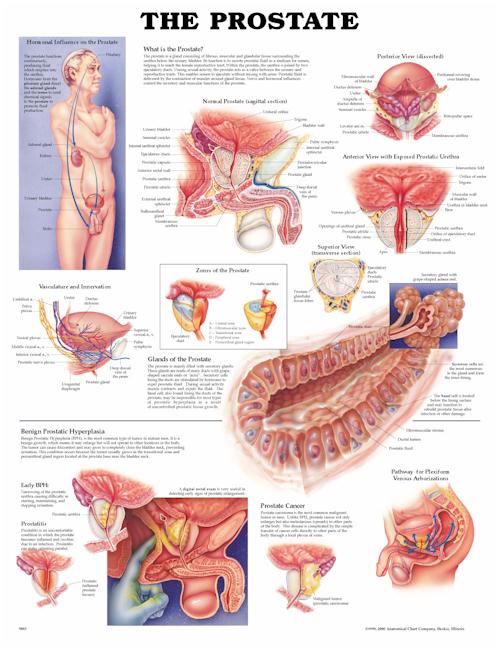 prostate-anatomical-chart