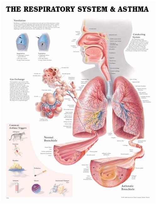anatomical-chart-respiratory-system-asthma