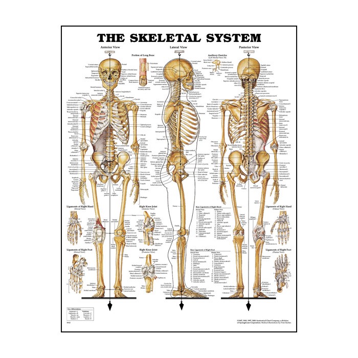 skeletal-system-anatomical-poster
