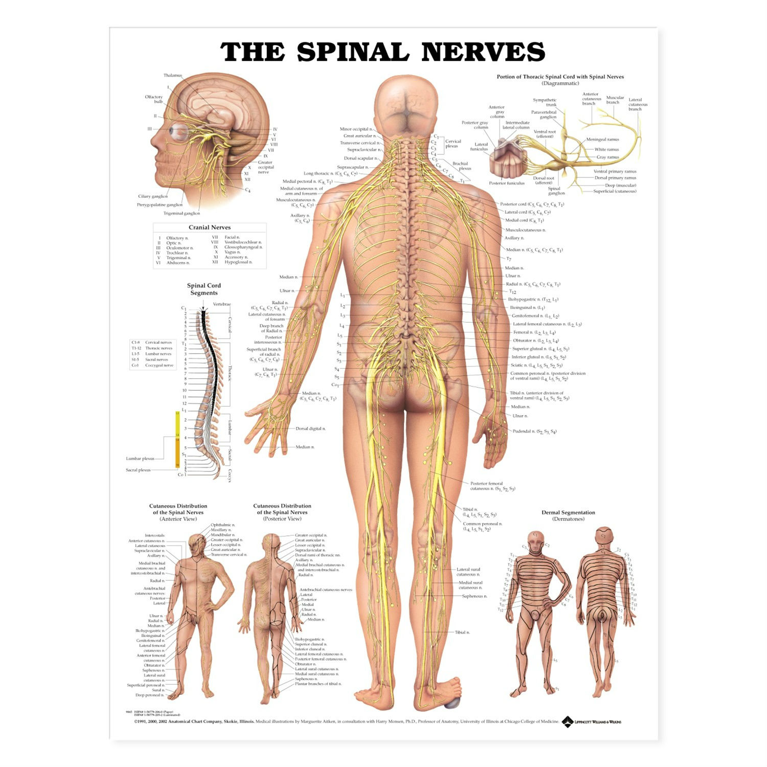 spinal-nerves-anatomical-chart