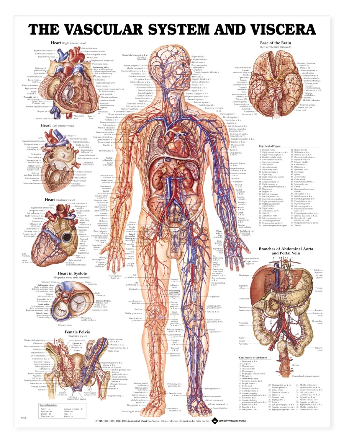 vascular-system-anatomical-chart