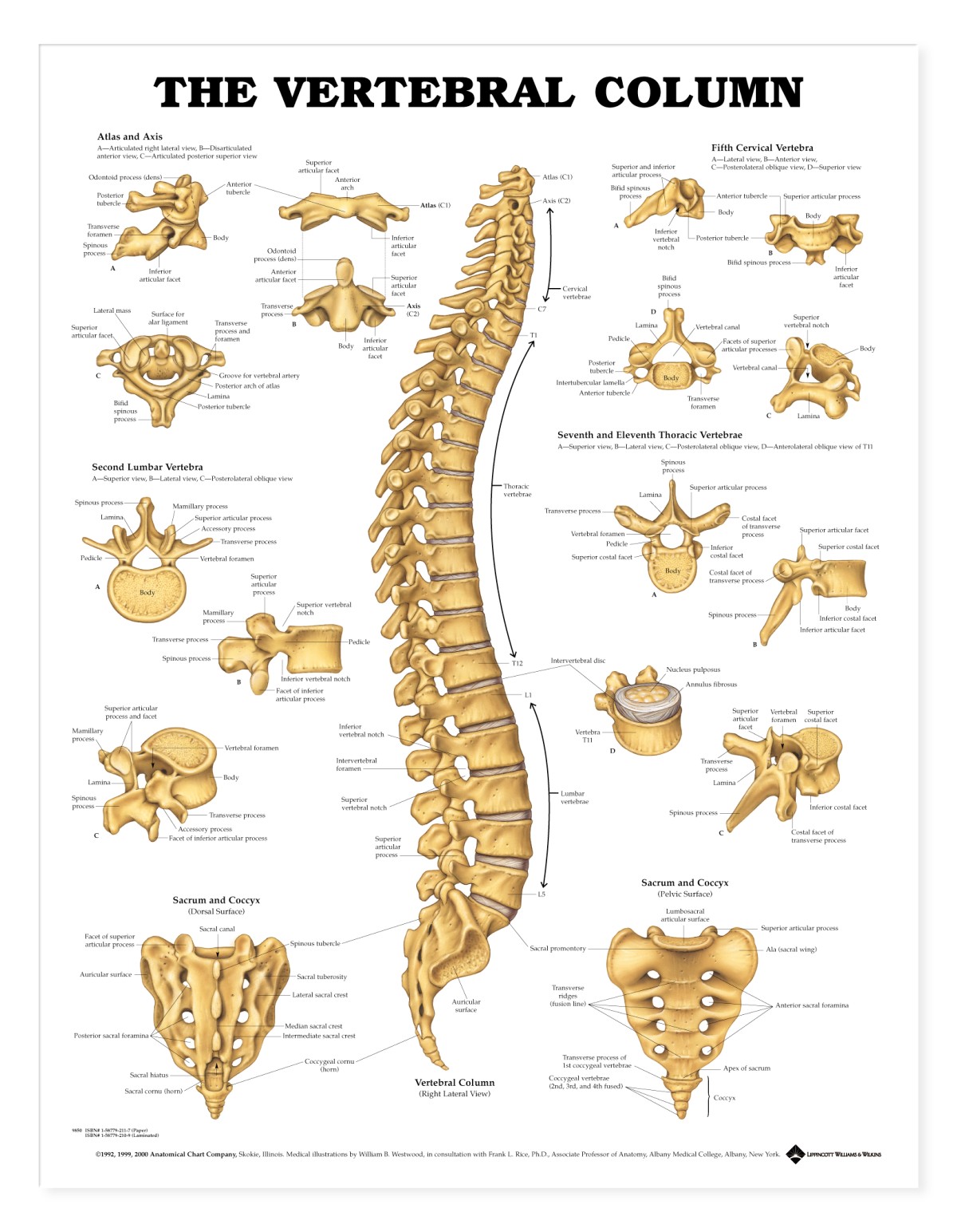 vertebral-column-anatomical-poster