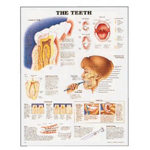 teeth-anatomical-chart