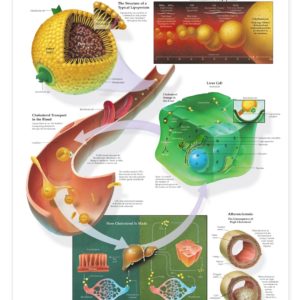 Understanding Cholesterol Anatomical Chart